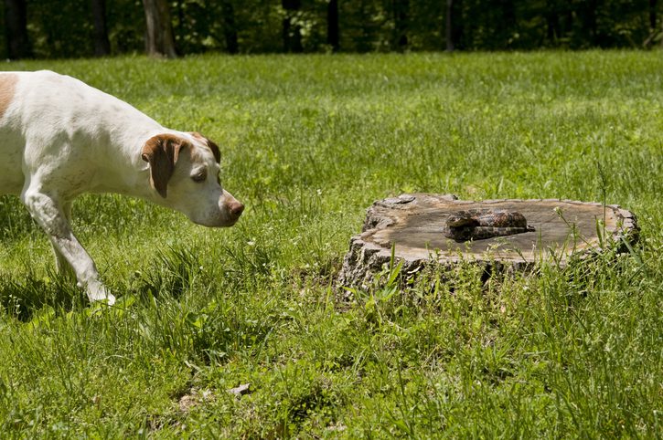 Dog bitten by snake