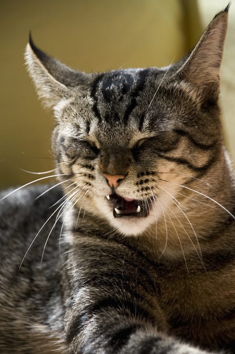 Allergic reaction in cats