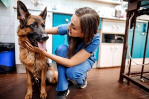 dog emergency veterinarian decatur ga
