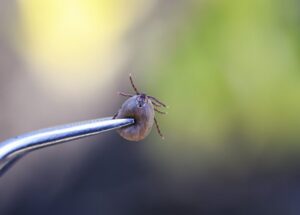 dog-lyme-disease-from-ticks