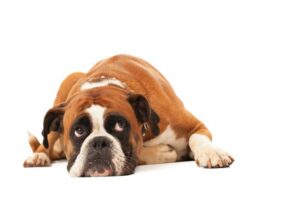 swollen lymph nodes in dogs atlanta ga