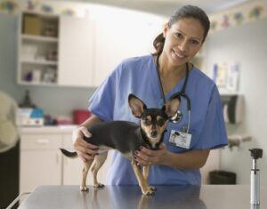 when should my dog see the vet for dog diarrhea atlanta ga
