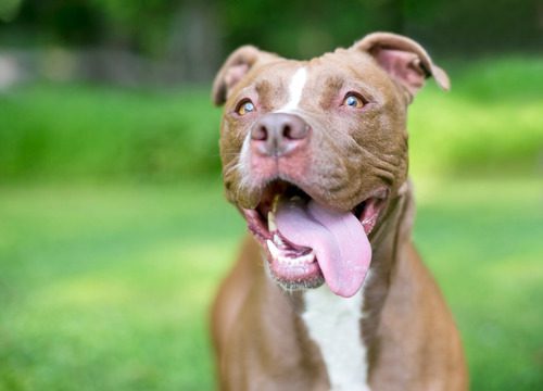 dog-panting-outside-in-backyard