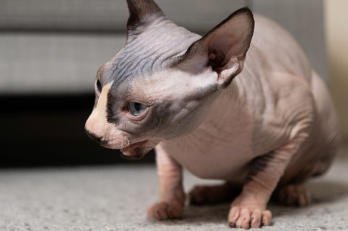 hairless Sphynx cat choking