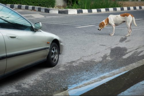 brown and white dog standing in road in front of car