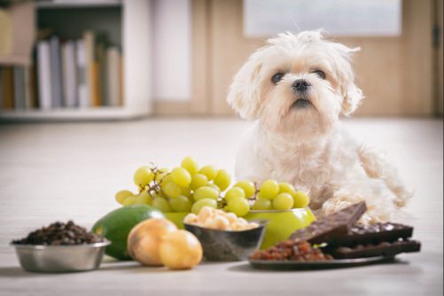 little white dog that is surrounded by foods that are toxic (grapes, chocolate, onions)