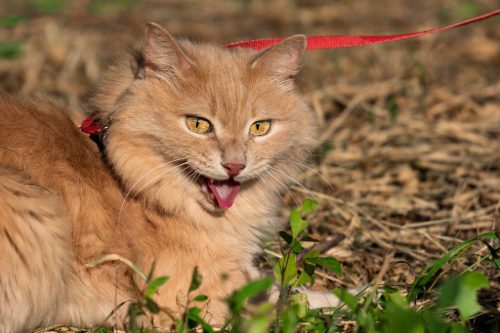 Pet fluffy red Siberian cat on a leash in nature in the summer in the heat breathes heavily with his mouth open lying on dried grass on a blurred background.