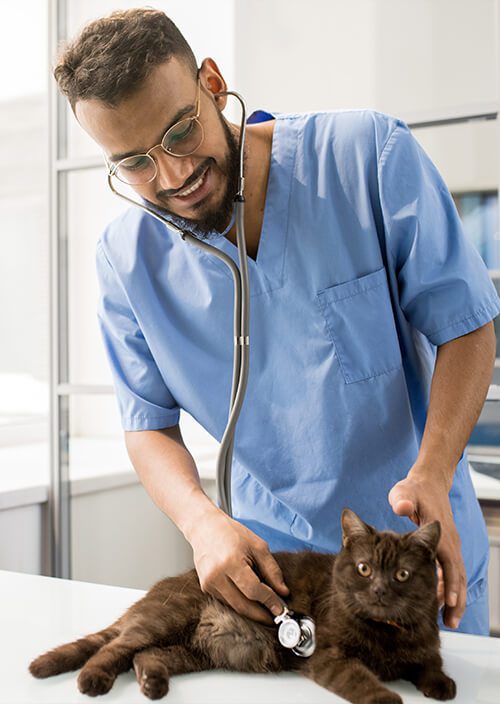Placeholder Vet 3