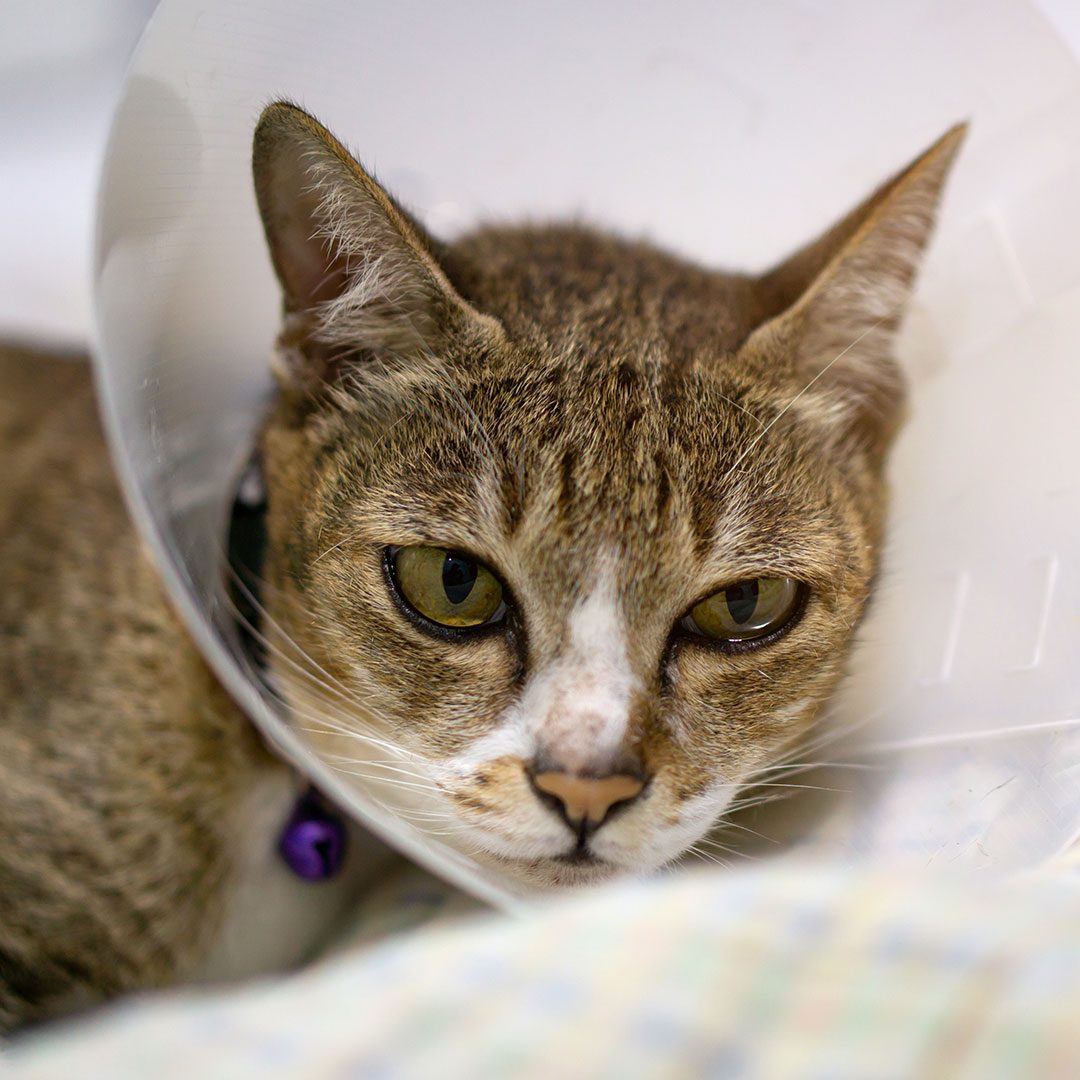 Cat wearing a surgical cone after procedure