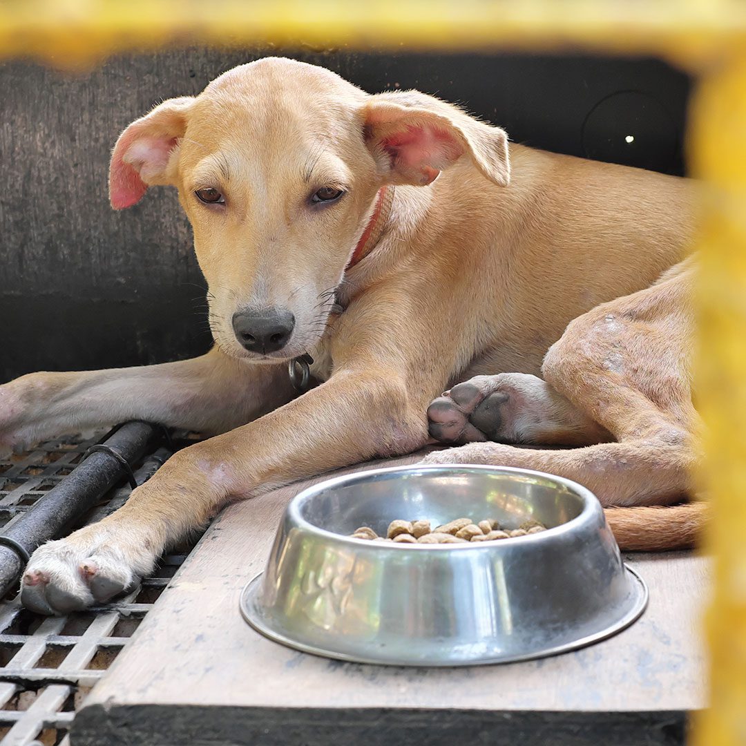 sick dog laying beside his food bowl