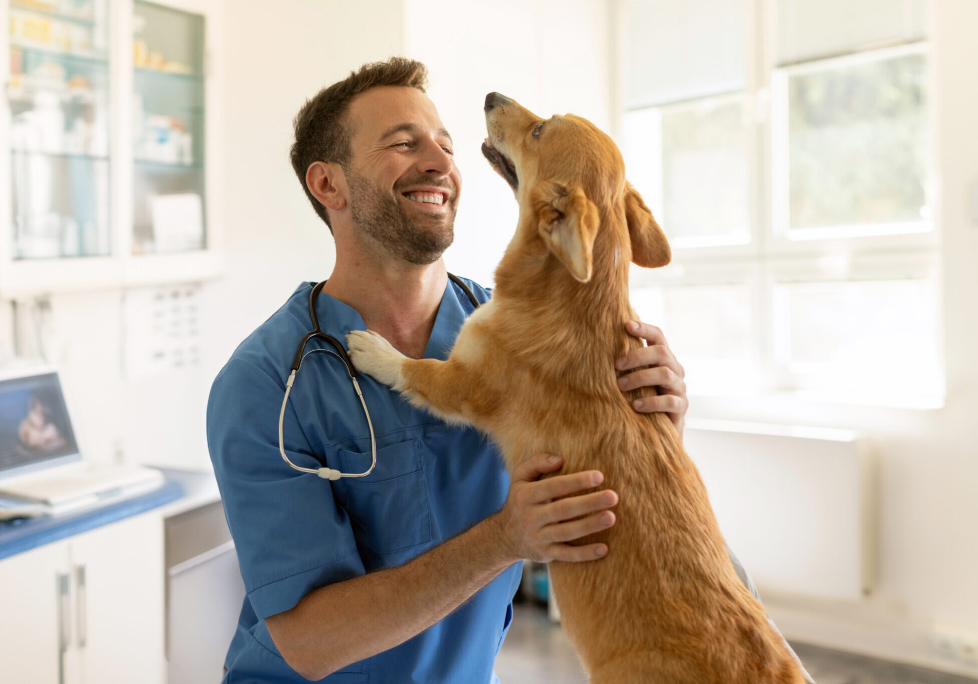 Happy Male Vet Doctor In Uniform Cuddling And Playing With Pembroke Welsh Corgi Dog After Treatment In Clinic Office, Copy Space