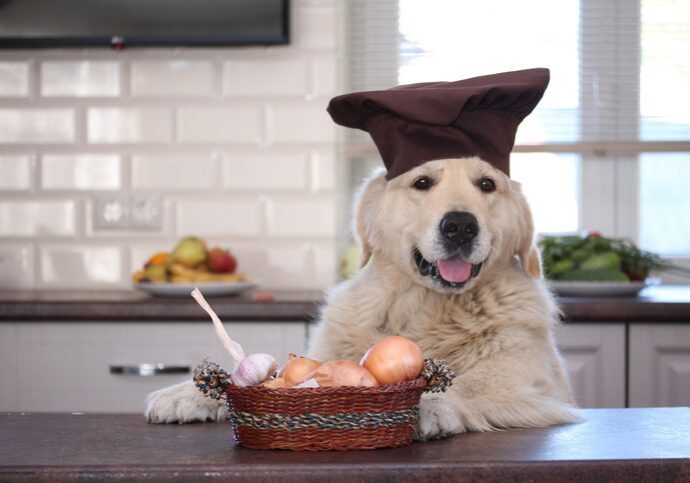 Golden Retriever With Willow Basket With Onions And Garlics.