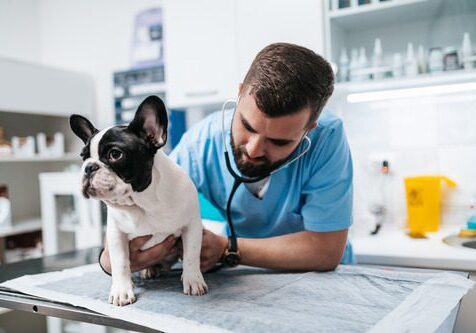 Bloat In Dogs