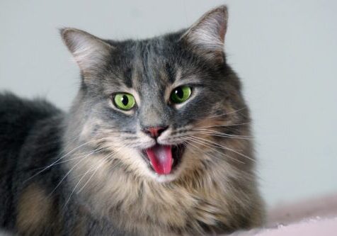 Cat Breathing Heavy