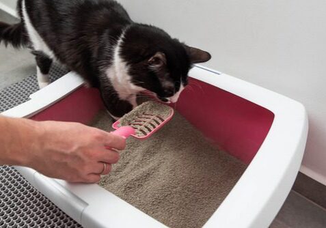 Cat Diarrhea