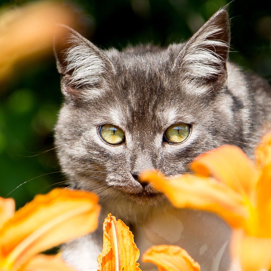 gray cat near yellow lilies