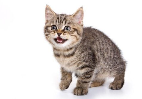 Cat Meowing