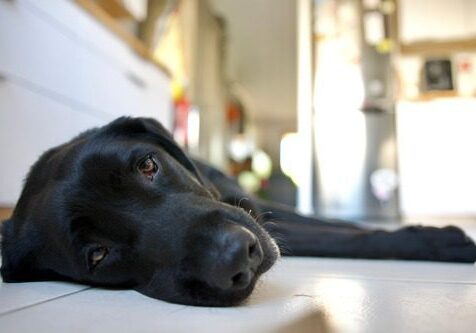 Dog Dehydration