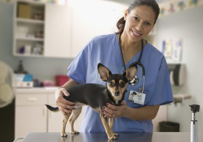 Female Veterinarian With Small Dog