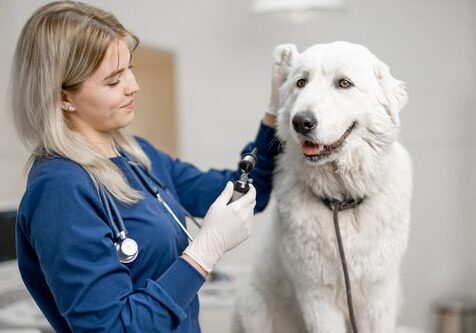 Dog Ear Mites