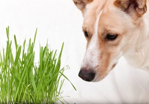Dog Eating Grass