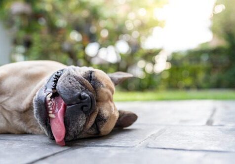 Dog Heatstroke