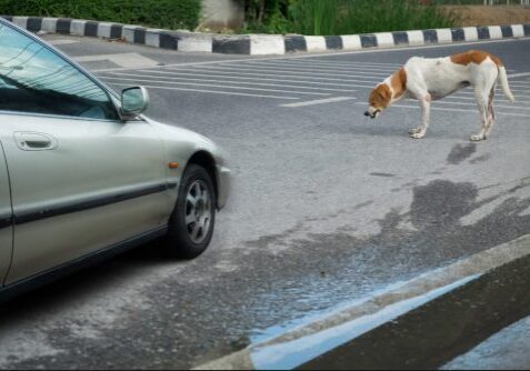 Dog Hit By Car Emergency