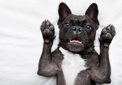 Dog In Shock