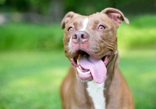 Dog Panting