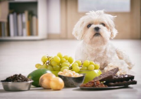 Dog Poisoning Symptoms