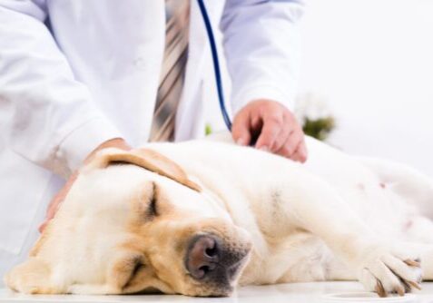 Dog Swollen Stomach