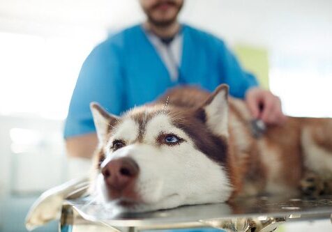 Dog Vomiting