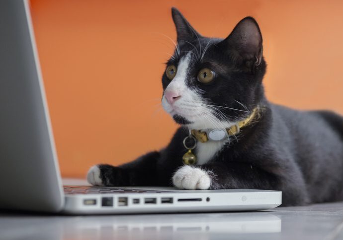 Black Cat Working At The Computer As A Developer Online