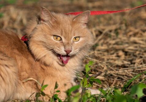 Heavy Breathing Cat Emergency