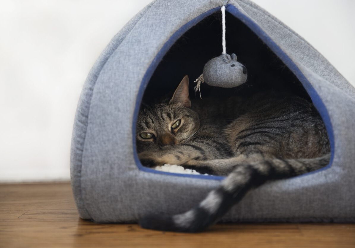Cat Resting In A Fleece Bed With Hanging Mouse Toy. Sleeping In A Cat's House