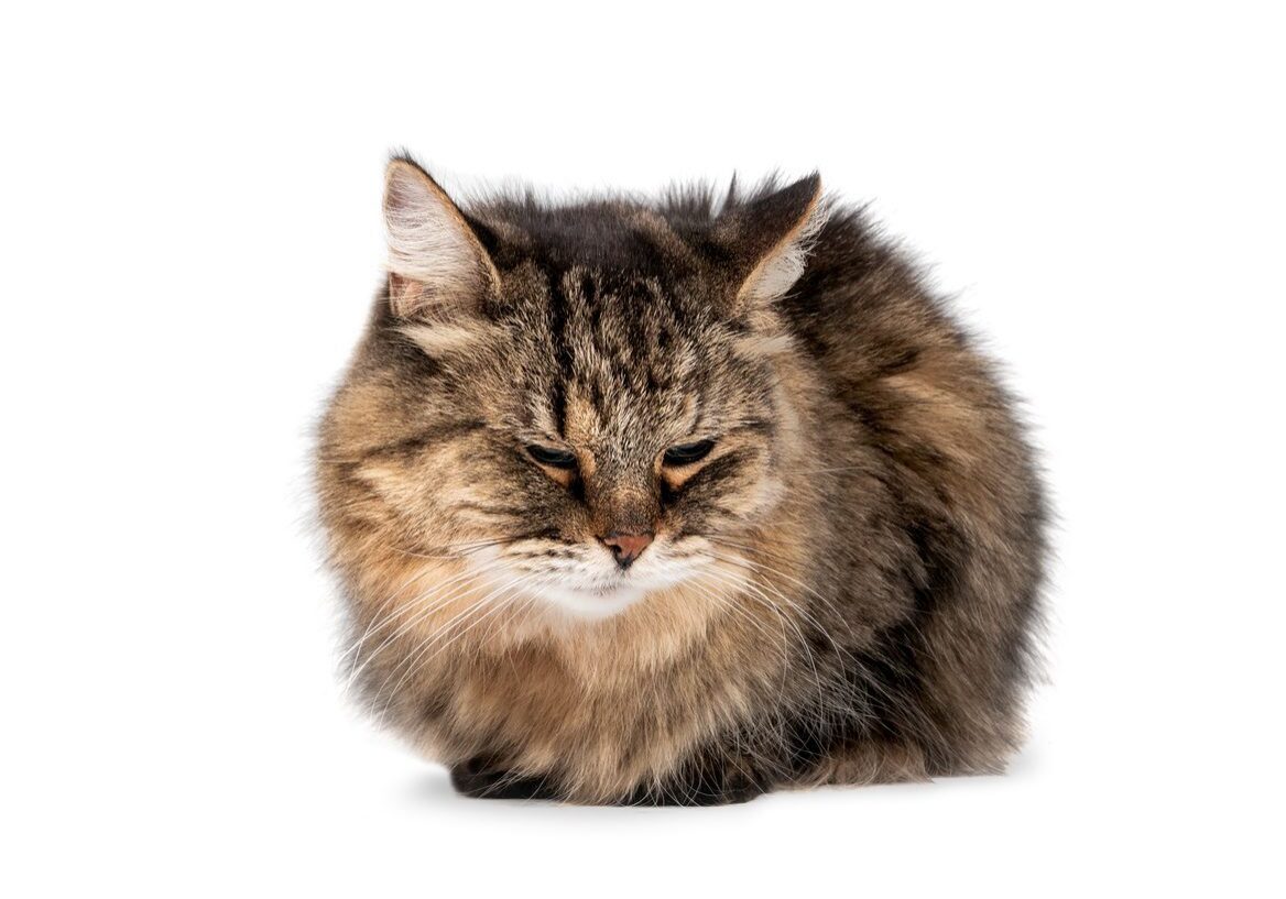 Cat Crouching Or Sitting With Legs And Tail Tucked Under Body.