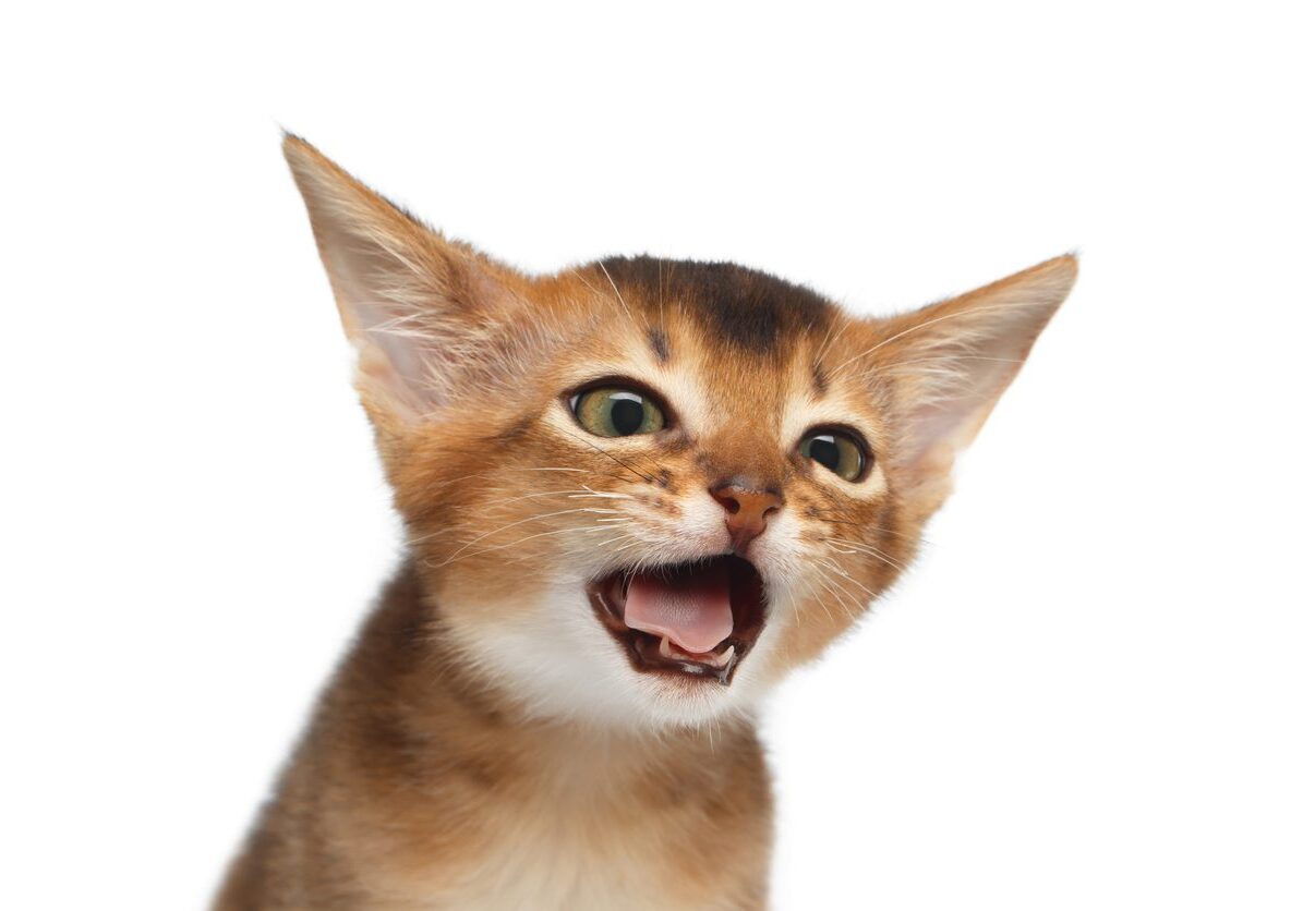 Portrait Of Abyssinian Kitty On Isolated White Background
