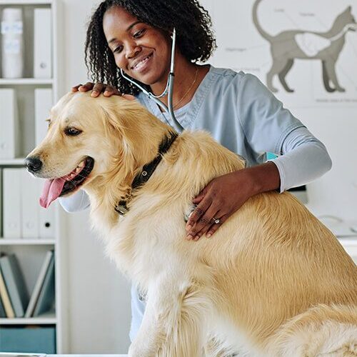 Placeholder Vet 1