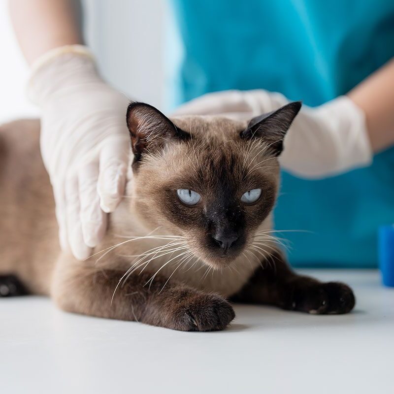 Siamese Cat on examination table of veterinarian clinic